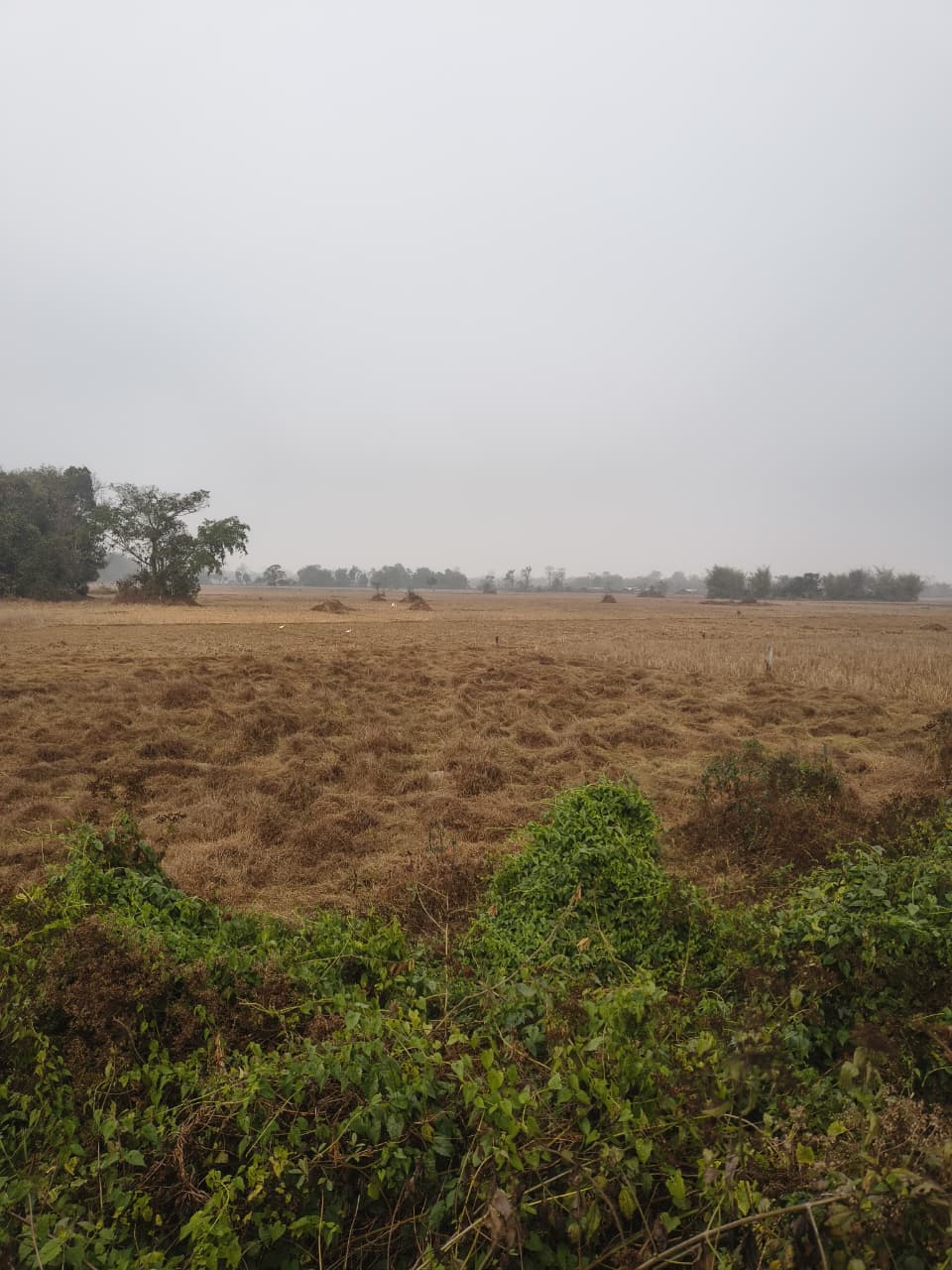 Thakurthan Lekai Land